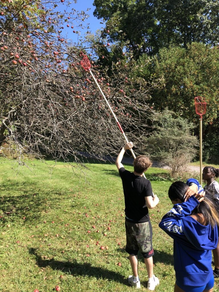 A teenager picks apples from a tree with a steel basket affixed to a long pole as two other students look on.