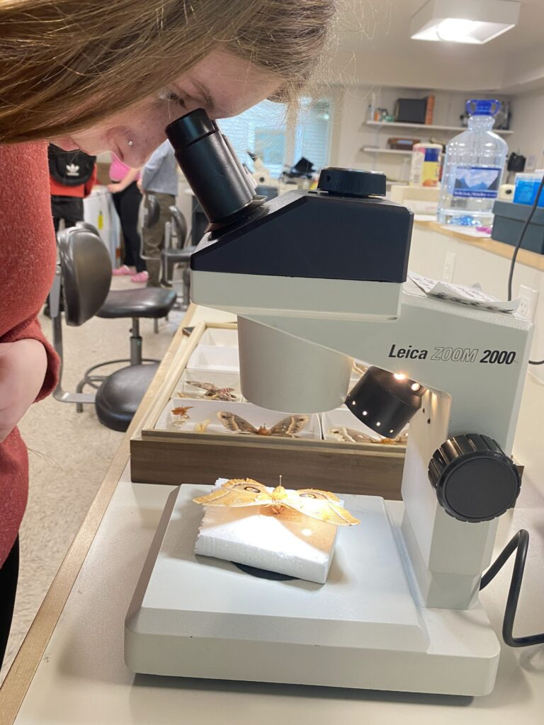 A girl looks through a microscope at a butterfly mounted on a block of foam.